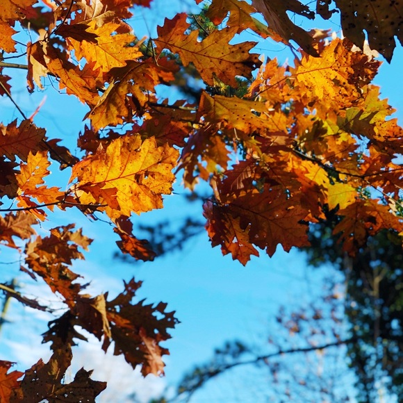 Meet your Posher, Deee - Picture 1 of 1